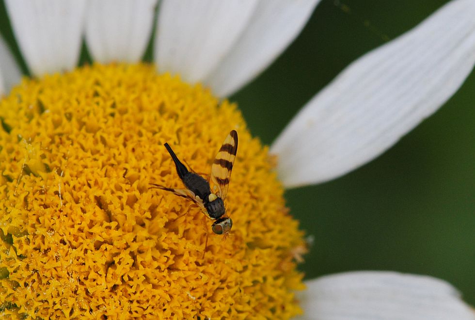 La vita in un fiore - seconda parte